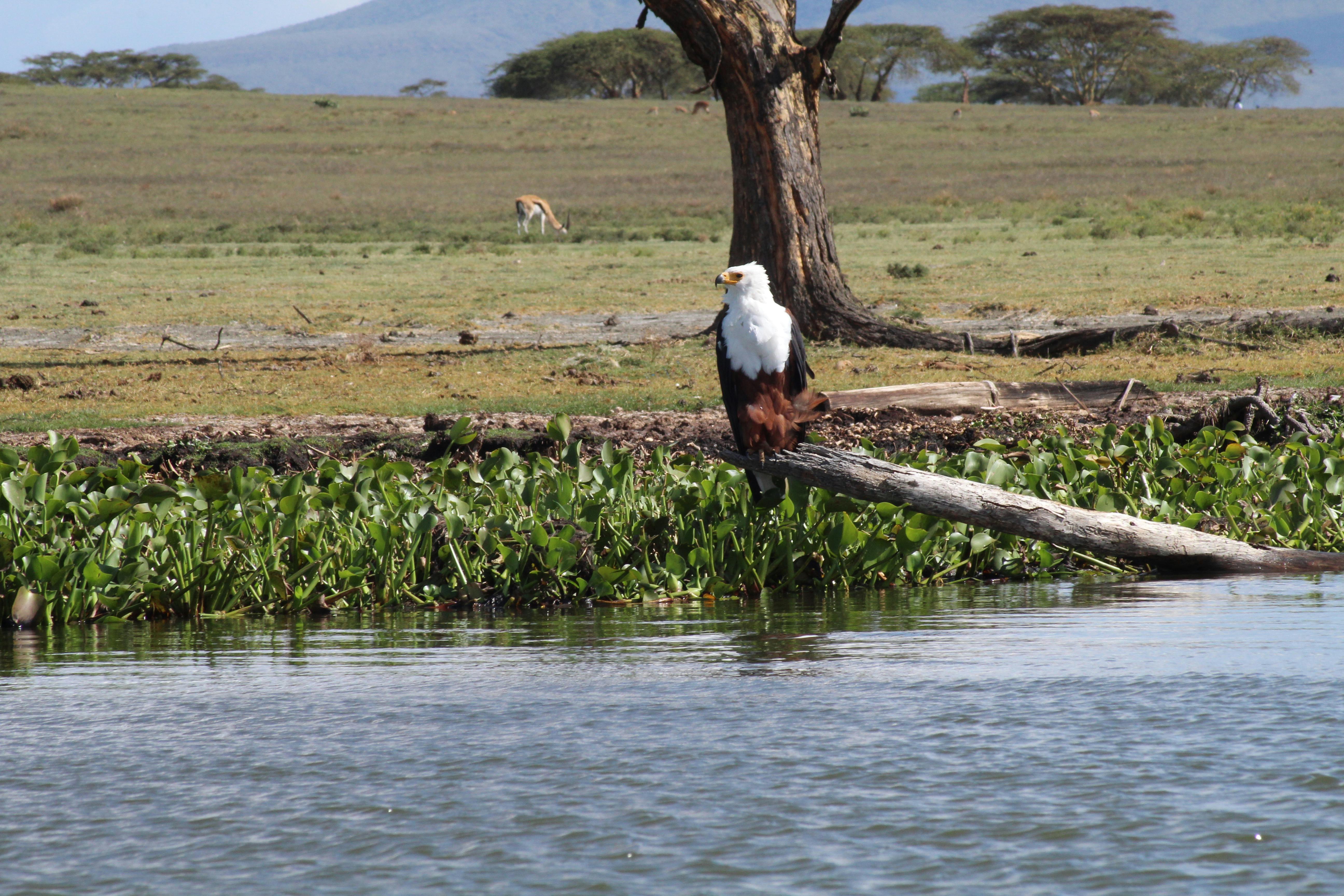 Lake Naivasha