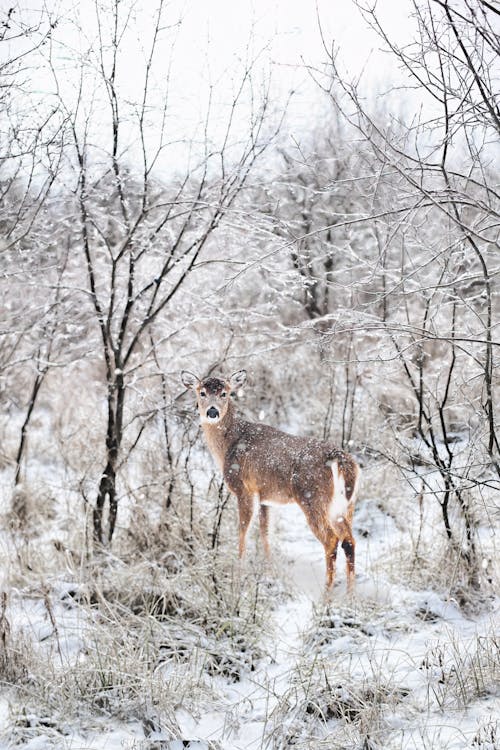 棕色的鹿包圍著白雪覆蓋的樹木