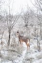 Brown Deer Surrounded With Snow-covered Trees