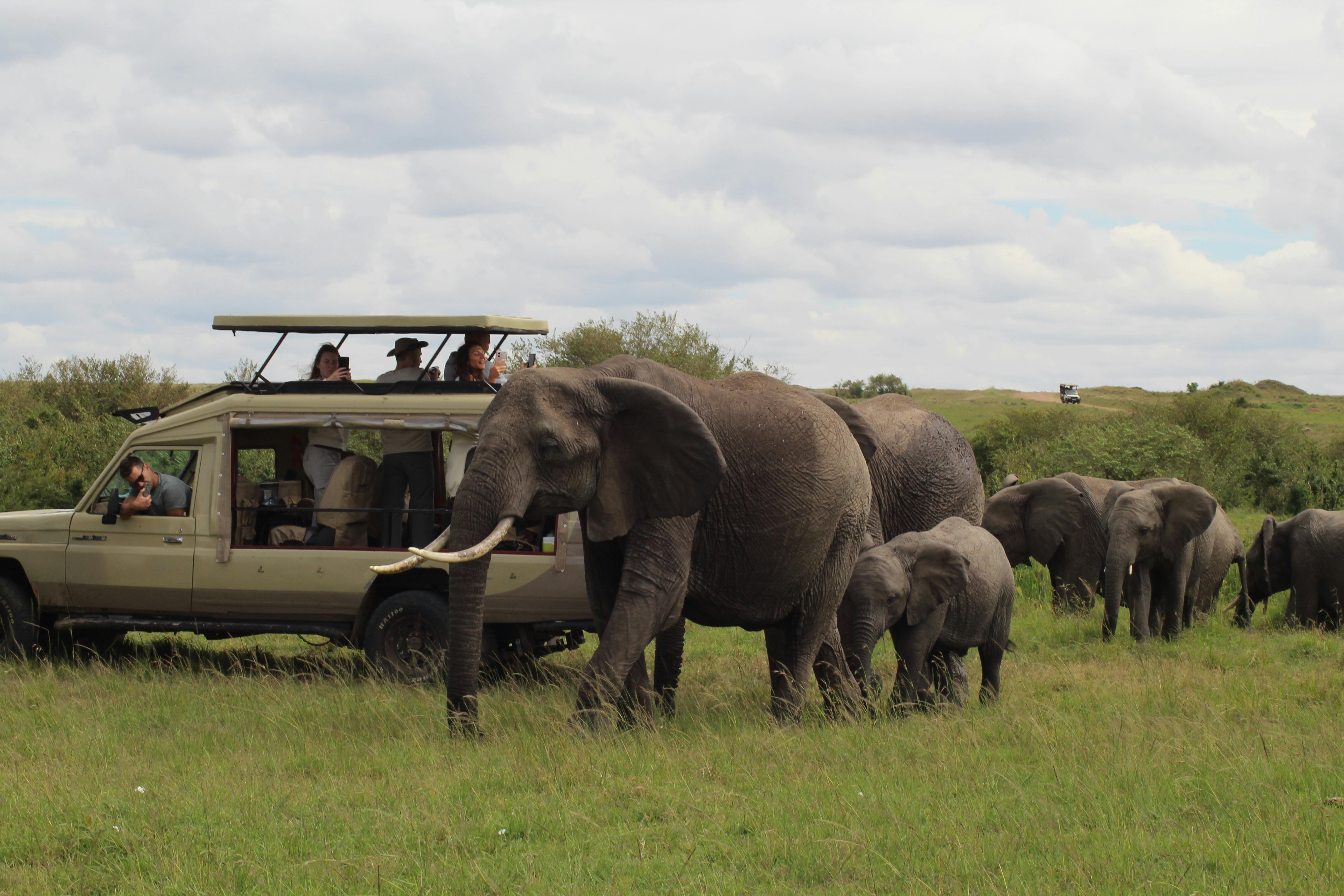 Image : Your First Kenyan Safari: Unlocking the Magic of the Wild with Jemu Expeditions