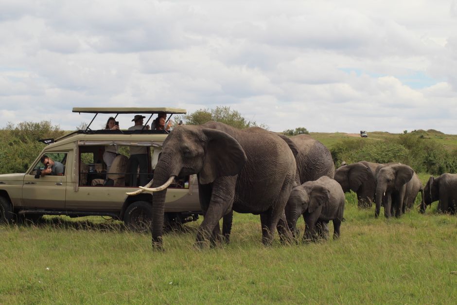 Safari en famille en autonomie Safari tourists observe a herd of African elephants in Maasai Mara, Kenya.