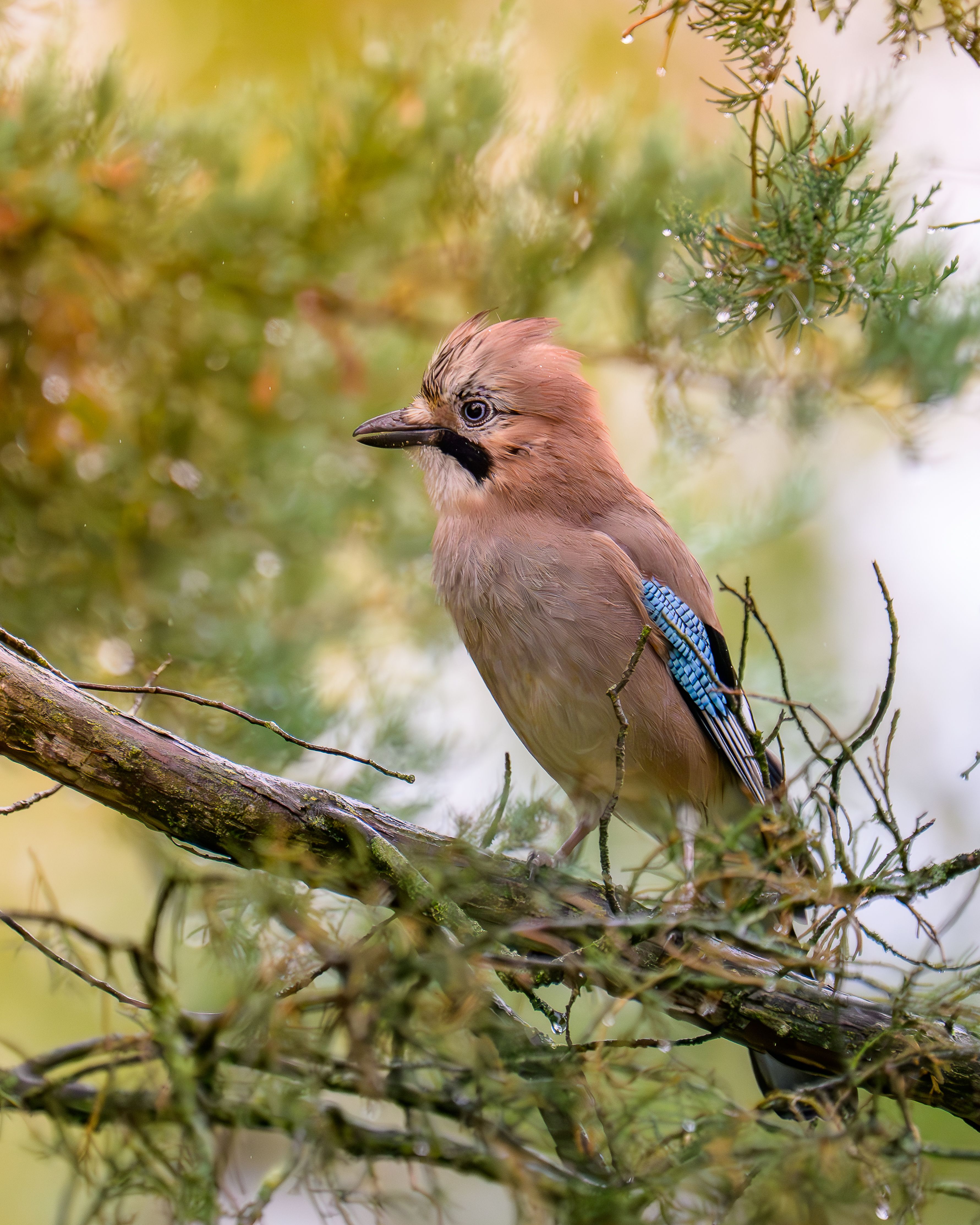 A detailed shot of an Eurasian Jay (Garrulus glandarius) amidst foliage in a serene forest setting.