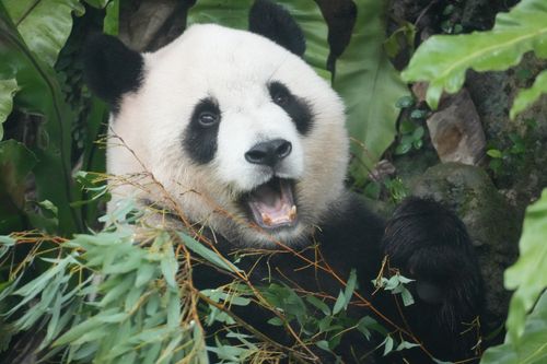 Free A giant panda happily chewing on bamboo amidst lush greenery, showcasing its natural habitat. Stock Photo