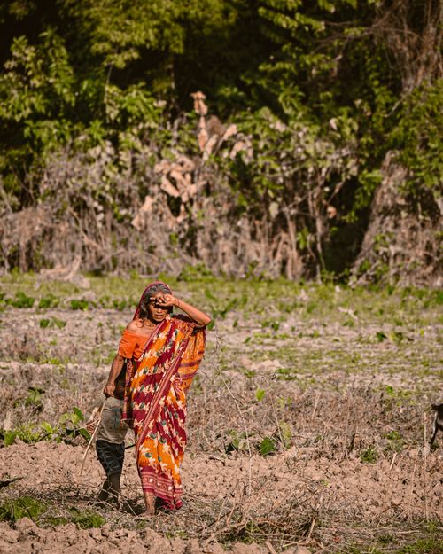 Free A dedicated Indian female farmer in colorful attire working in a field during sunset, showcasing rural life in Pimla, India. Stock Photo