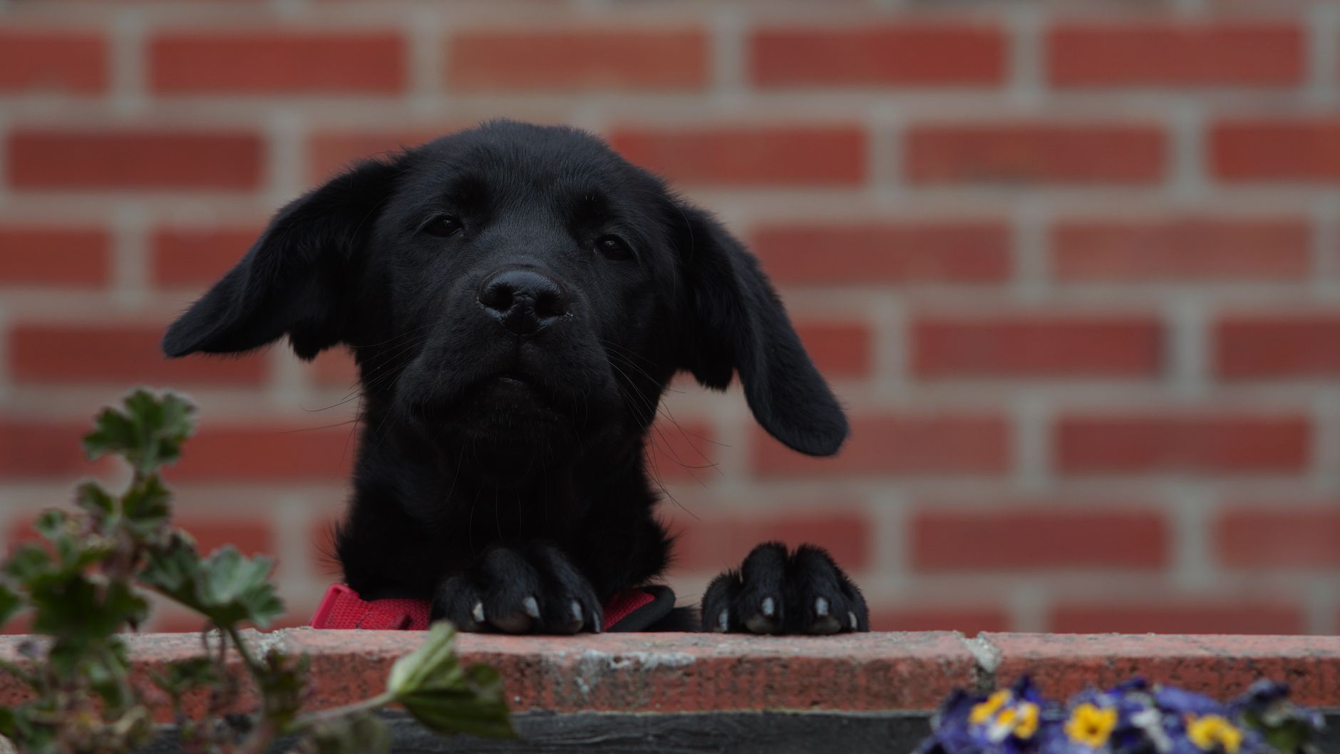 Pawfect Pups: Ultimate Labrador Retriever Quiz