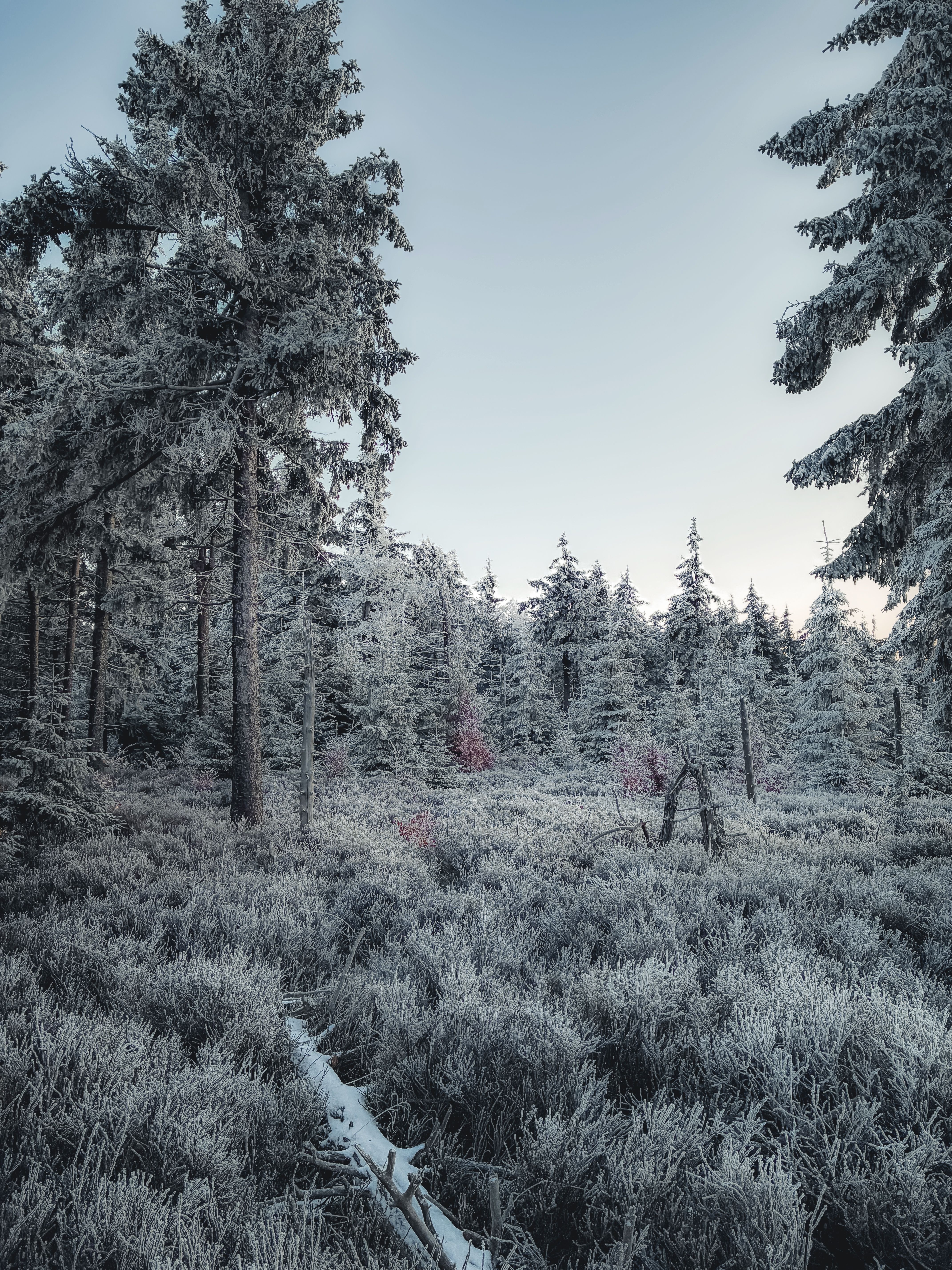 Snowy Winter Forest with Frosty Trees · Free Stock Photo