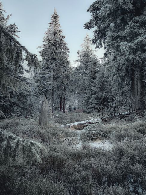 Serene winter forest scene with snow-covered trees creating a tranquil winter wonderland.
