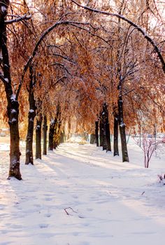 Enchanting snow-covered path beneath arching winter trees, capturing serene tranquility.