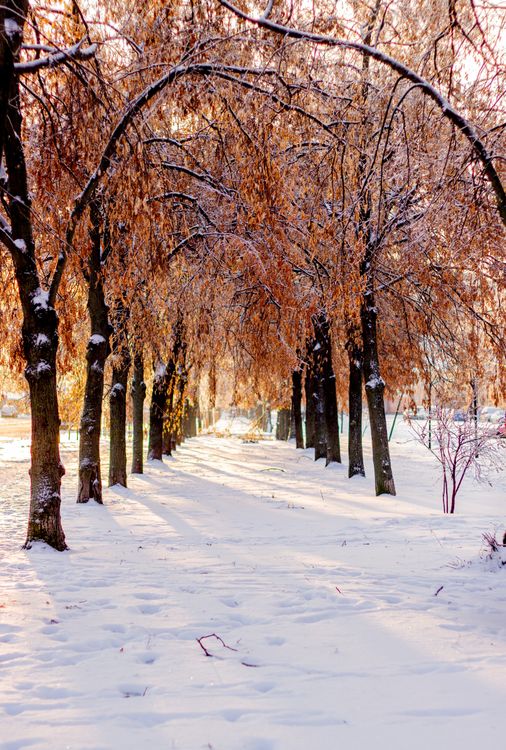 Serene Snowy Path Through Winter Trees · Free Stock Photo