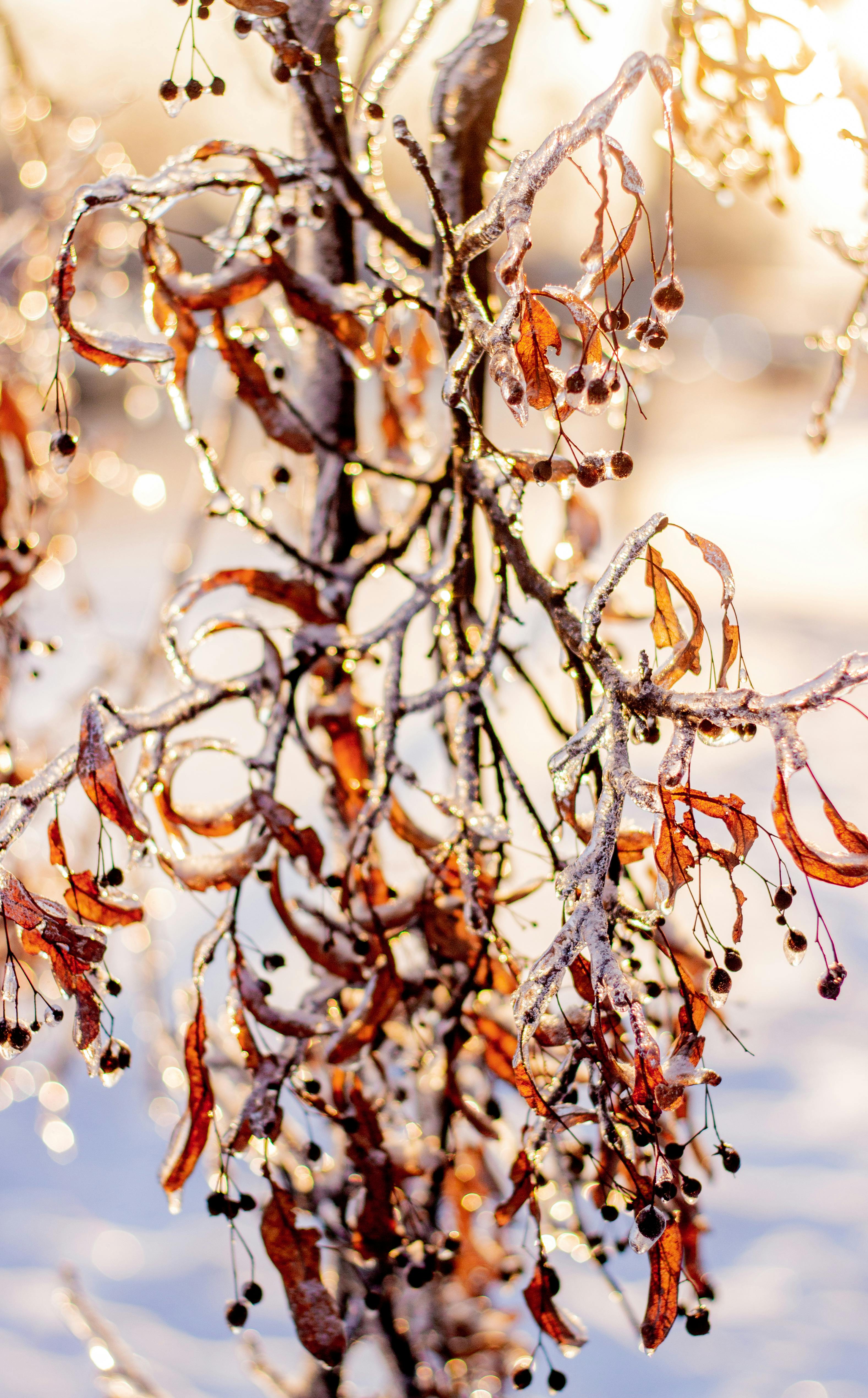 Icy tree branches glisten in the warm sunlight of a winter morning.
