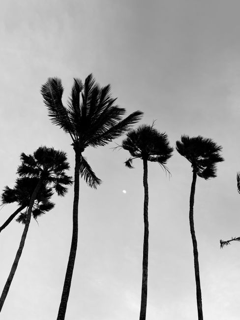 Silhouettes of tall palm trees under a dusk sky with the moon visible.