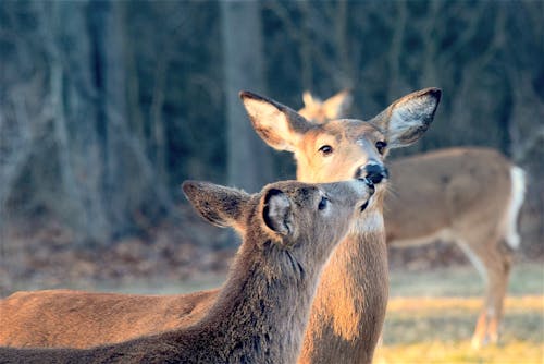 Cerf S'embrassant