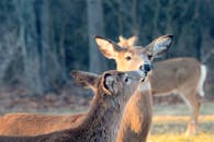 Deer Kissing Each Other