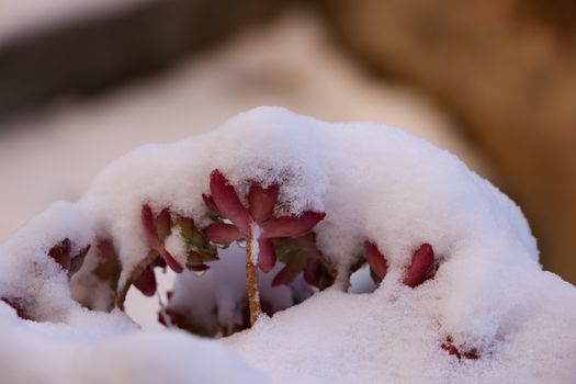 A close-up of a succulent plant covered in fresh winter snow, showcasing nature's resilience.