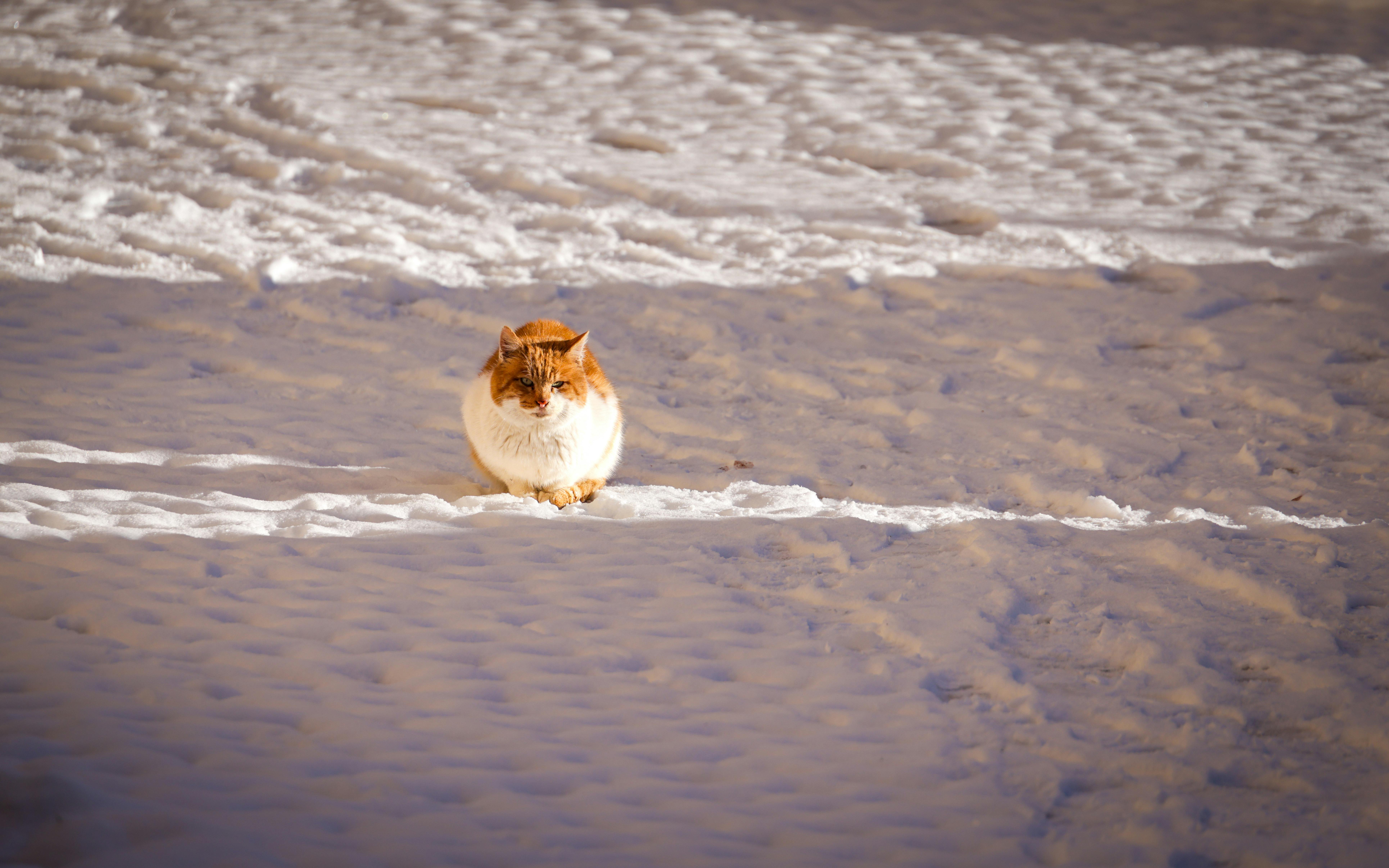 A ginger cat sits peacefully on snow, enjoying a bright winter day.
