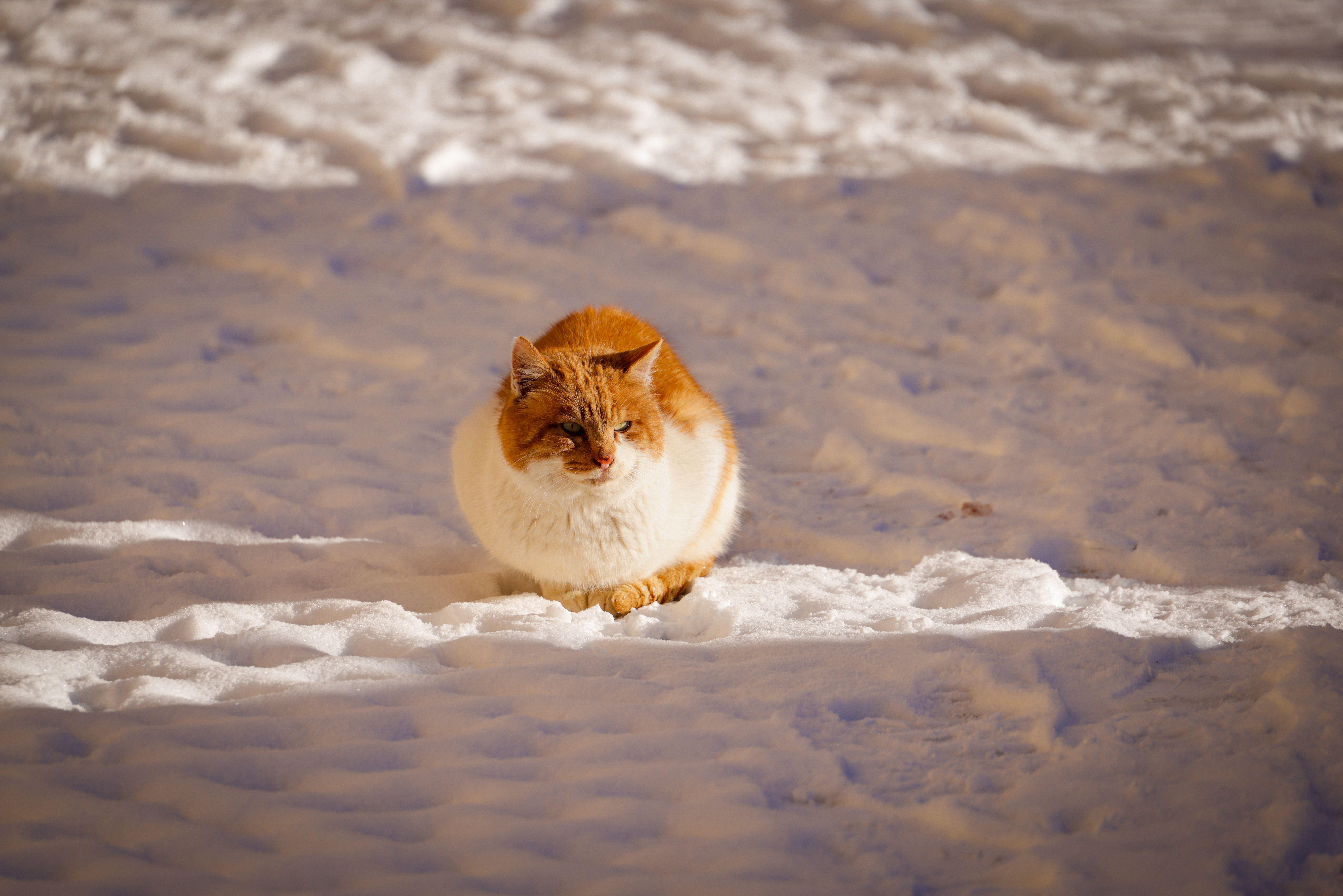 est-ce que les chats ont froid - Facteurs influençant la résistance au froid chez le chat