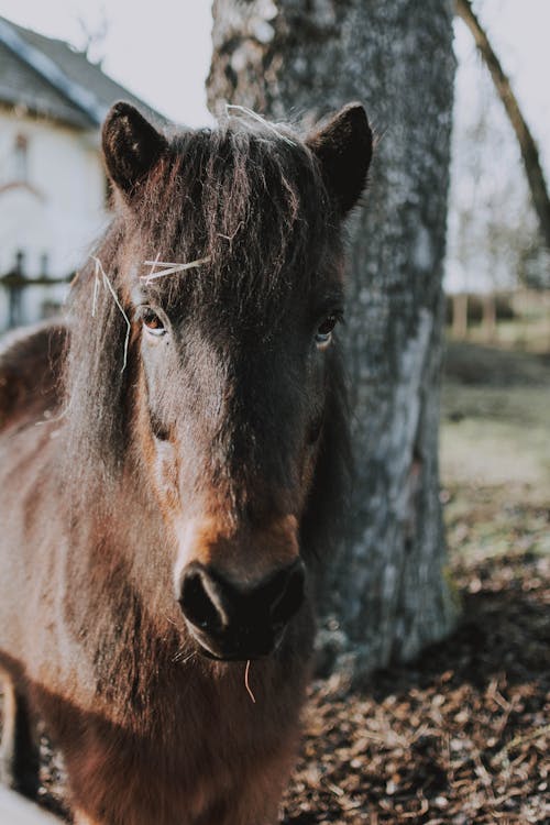 Domestic horse standing on ground of paddock of pasture during autumn in countryside