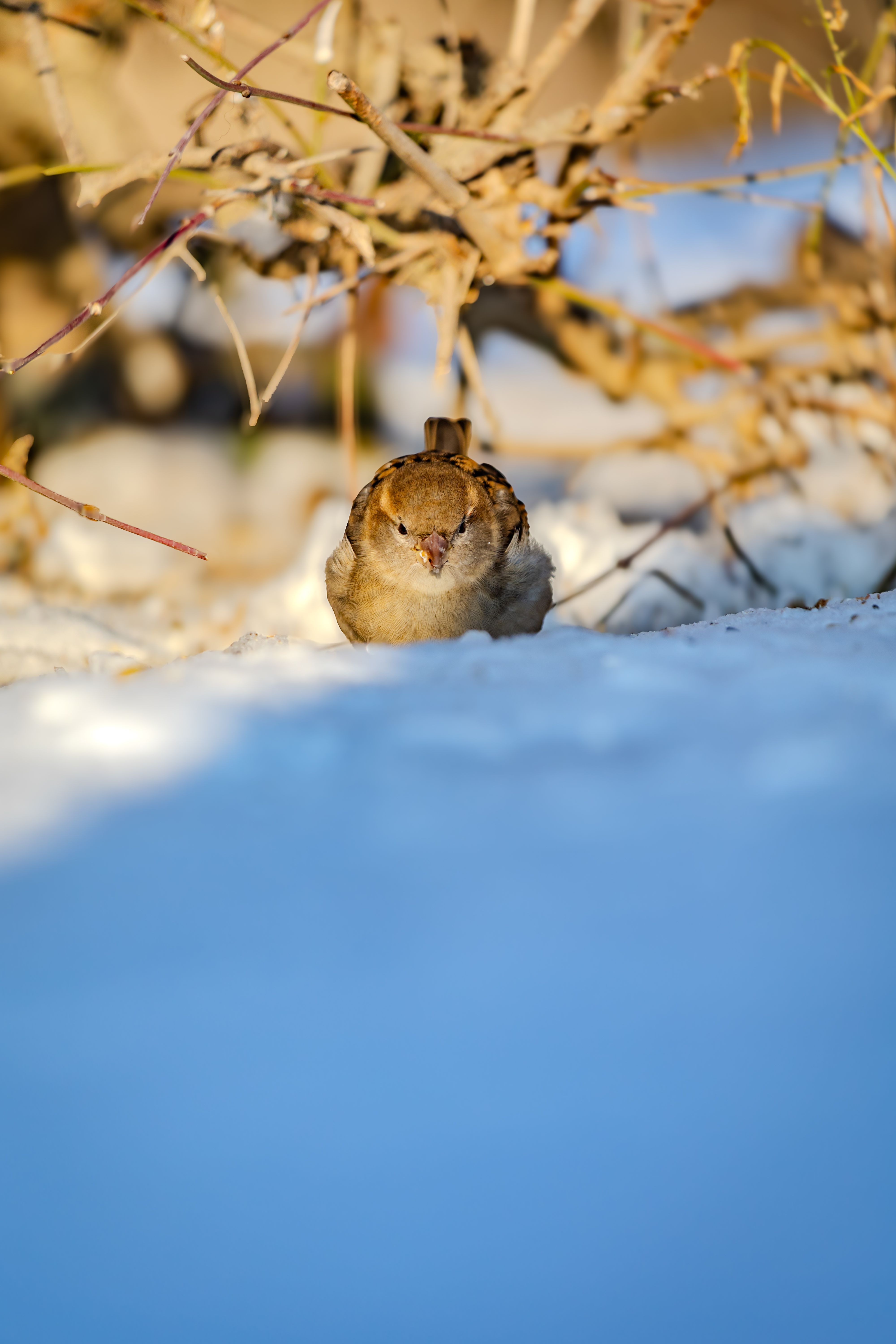 gratis Een mus zit in besneeuwde struiken in het felle zonlicht en toont zo de schoonheid van de winter. Stockfoto