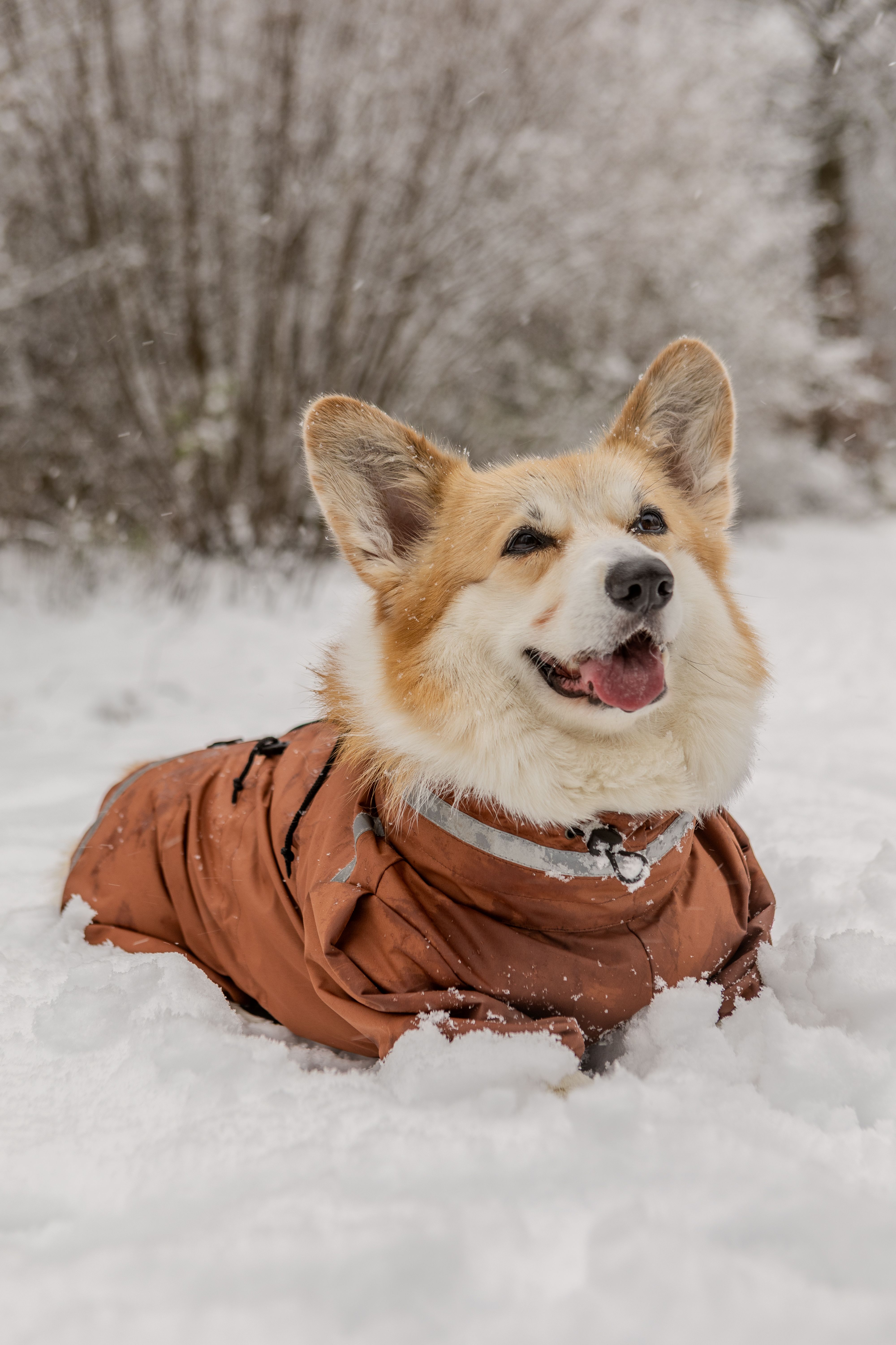 Gratis stockfoto met @buitenshuis, activiteit, babyhondje Stockfoto