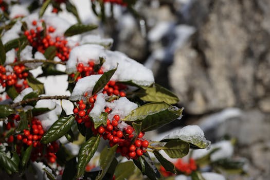 Close-up of holly berries and leaves covered in snow, showcasing winter's beauty.