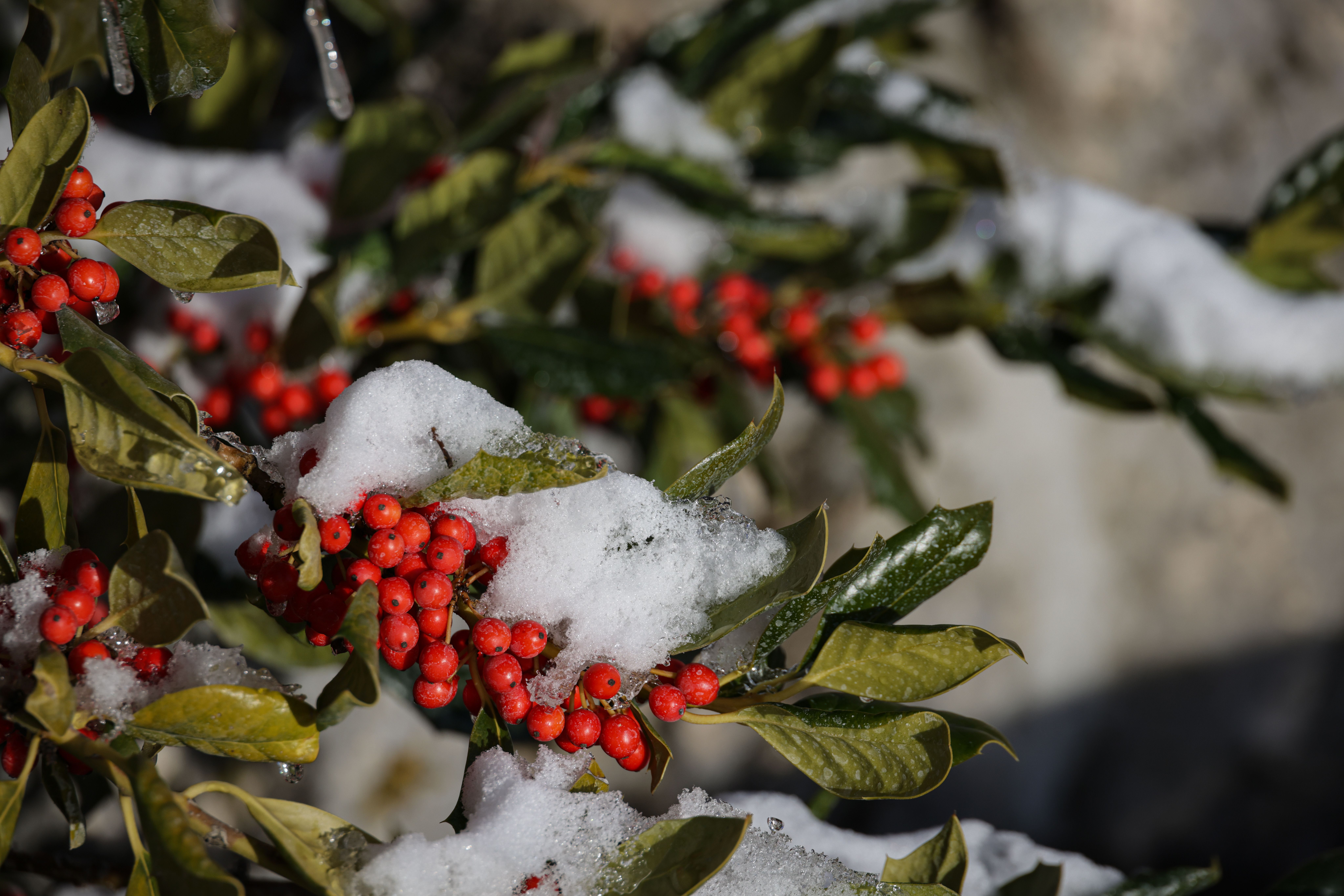 Close-up of Snow-Covered Red Berries in Winter · Free Stock Photo