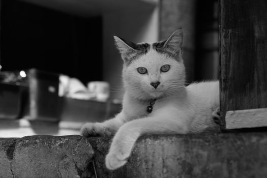 A serene black and white portrait of a cat lounging indoors on a ledge.