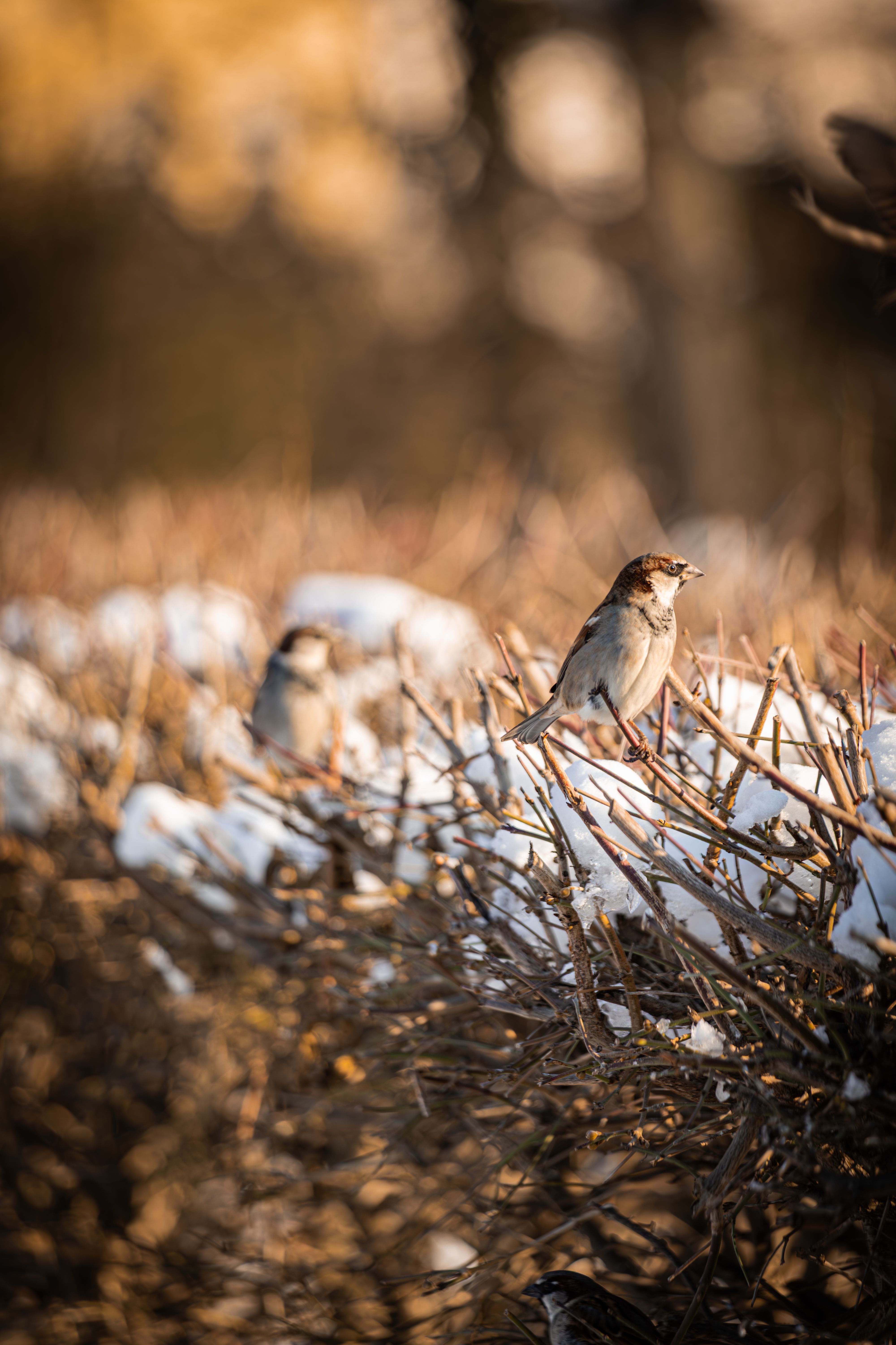 gratis Een fascinerende foto van een huismus die op een besneeuwde tak in Berlijn zit, een sereen wintermoment. Stockfoto