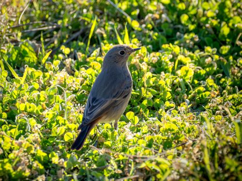 Free A small bird stands amidst lush green grass, captured in vibrant daylight. Stock Photo