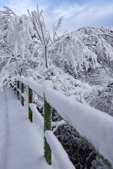 A tranquil scene of a snowy pathway with heavily laden branches in a winter wonderland.