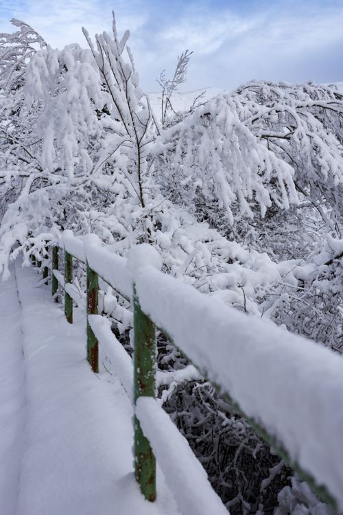 Free A tranquil scene of a snowy pathway with heavily laden branches in a winter wonderland. Stock Photo