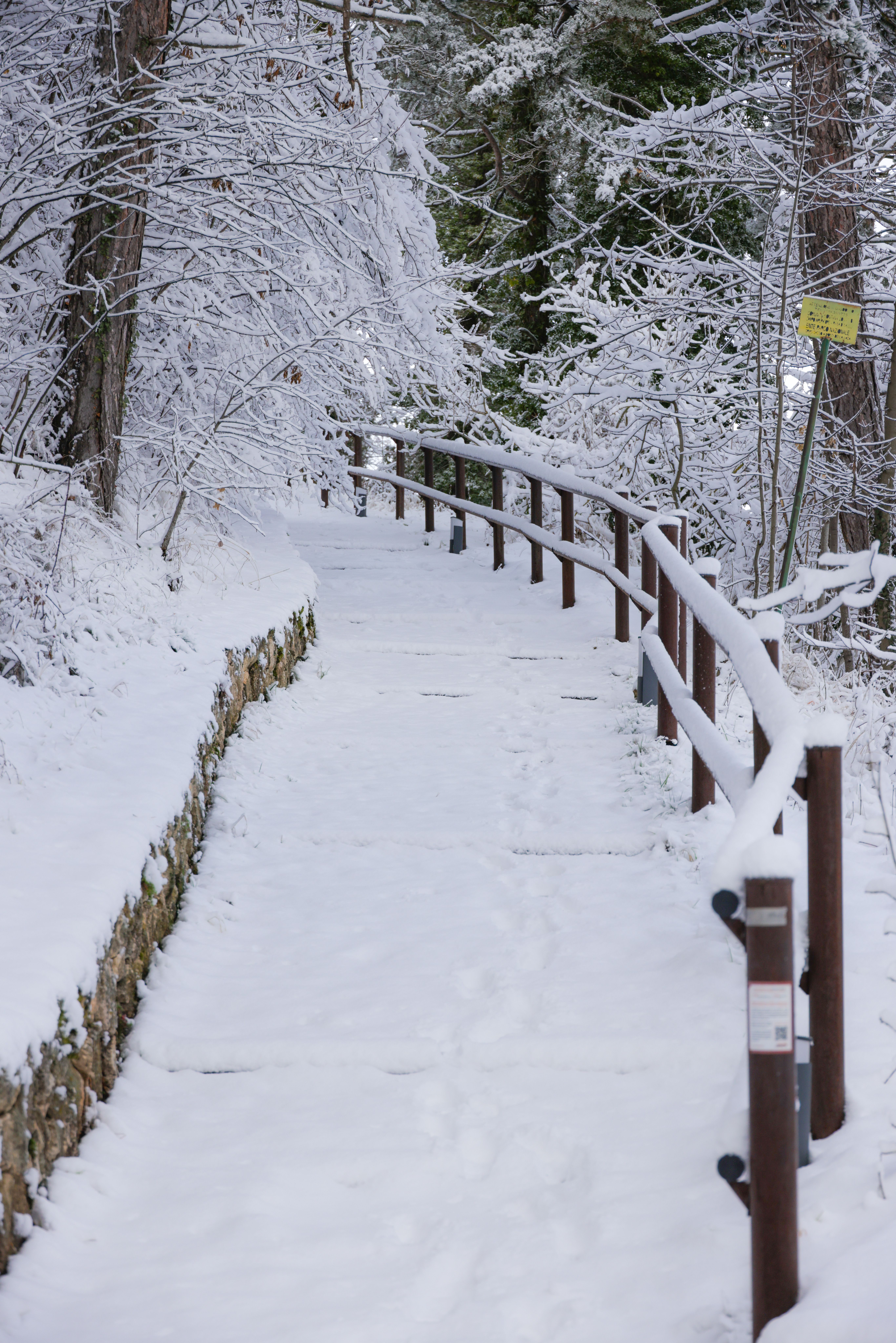 A serene snowy pathway through a winter forest landscape, perfect for a winter wonderland theme.
