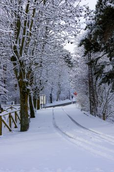 A quiet road lined with snow-covered trees creates a picturesque winter scene.
