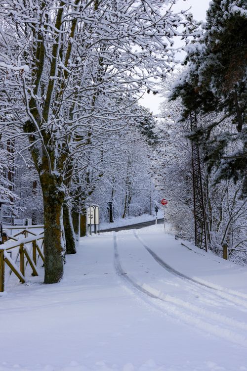 Free A quiet road lined with snow-covered trees creates a picturesque winter scene. Stock Photo