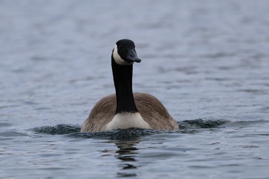 A Canadian goose gliding gracefully across a serene lake in England.