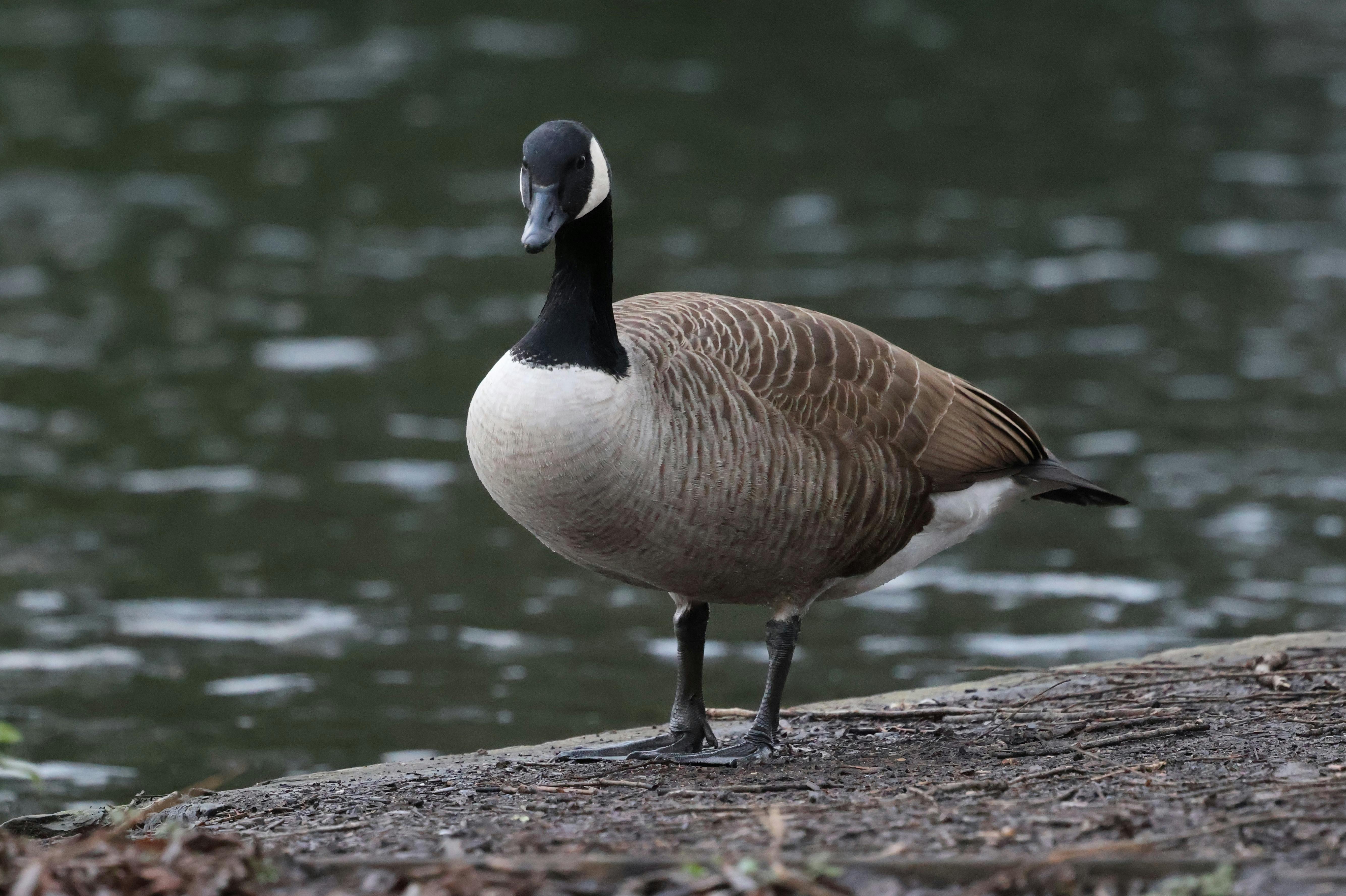 A Canada Goose standing by the lake in England. Natural serenity and wildlife.