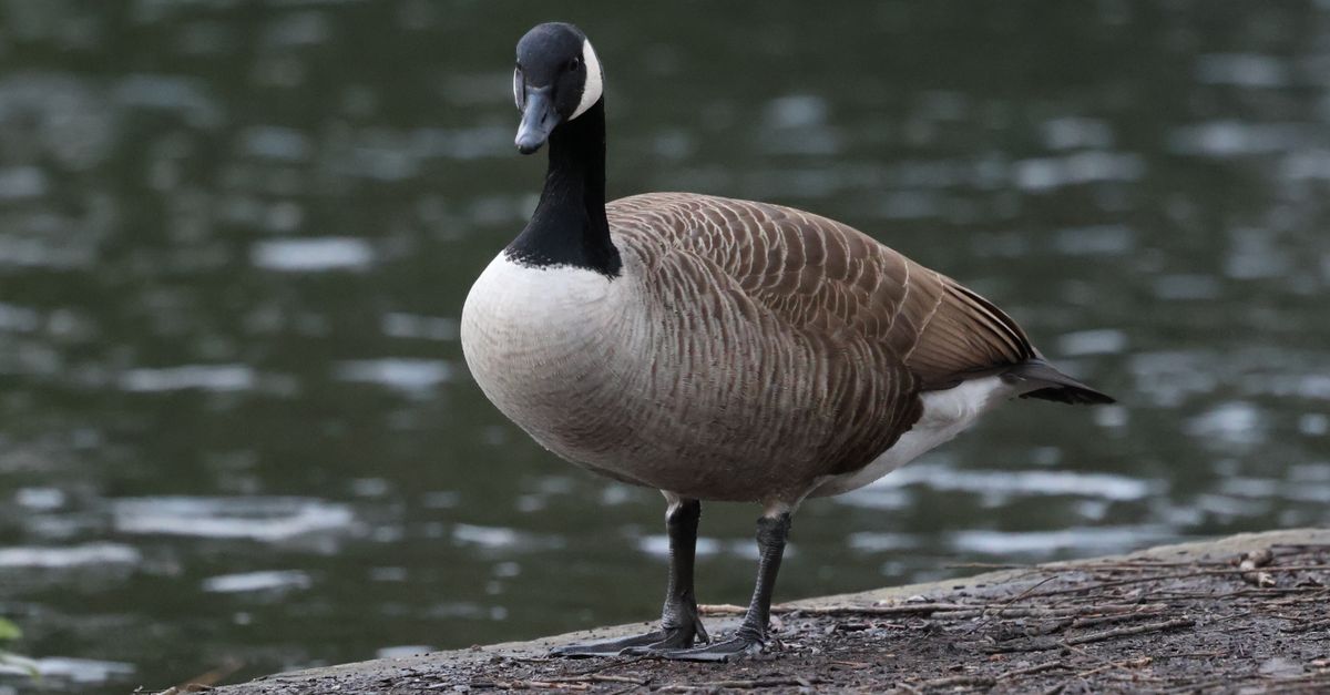 A Canada Goose standing by the lake in England. Natural serenity and wildlife.