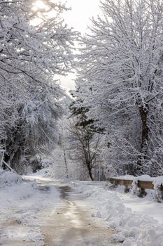 A tranquil snow-covered path winding through a winter forest, perfect for seasonal nature scenes.