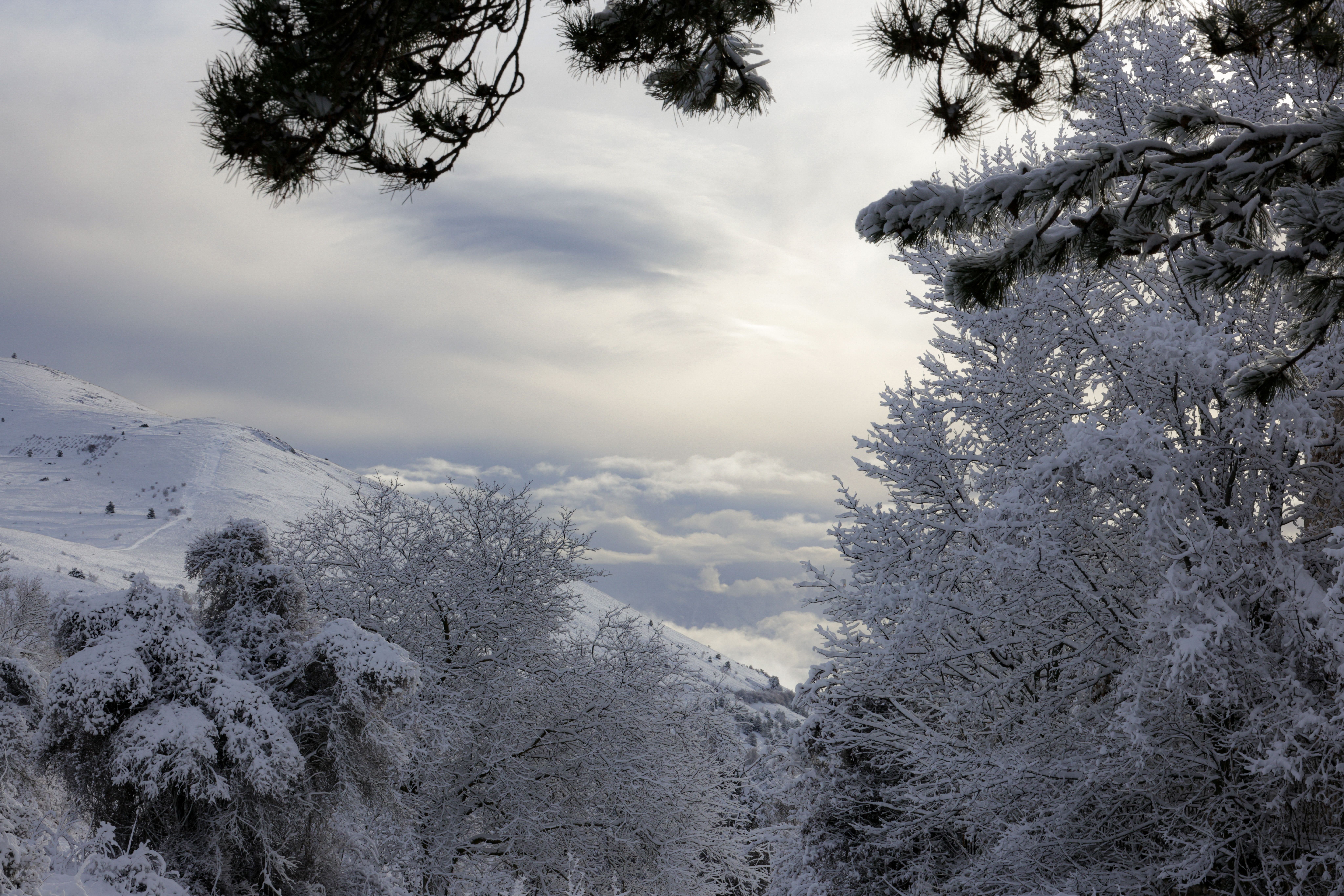 Serene Snowy Landscape with Frosted Trees · Free Stock Photo