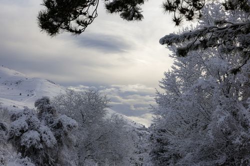 Free A tranquil winter scene with snow-covered trees and clouds, evoking a peaceful atmosphere. Stock Photo