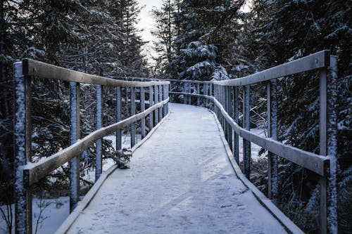 Free stock photo of bridge, cold, forest