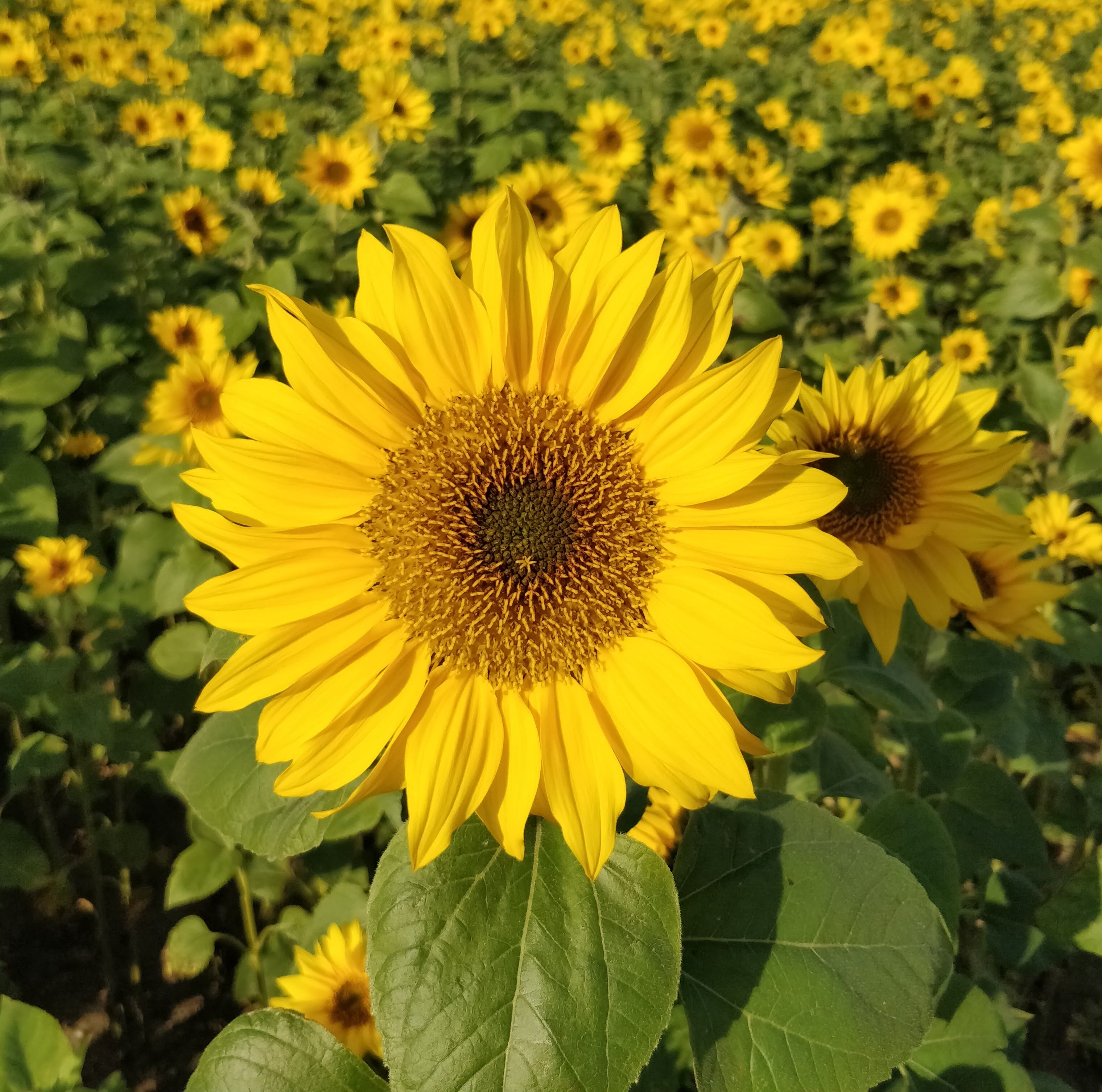 Vibrant Sunflower Field in Full Bloom · Free Stock Photo