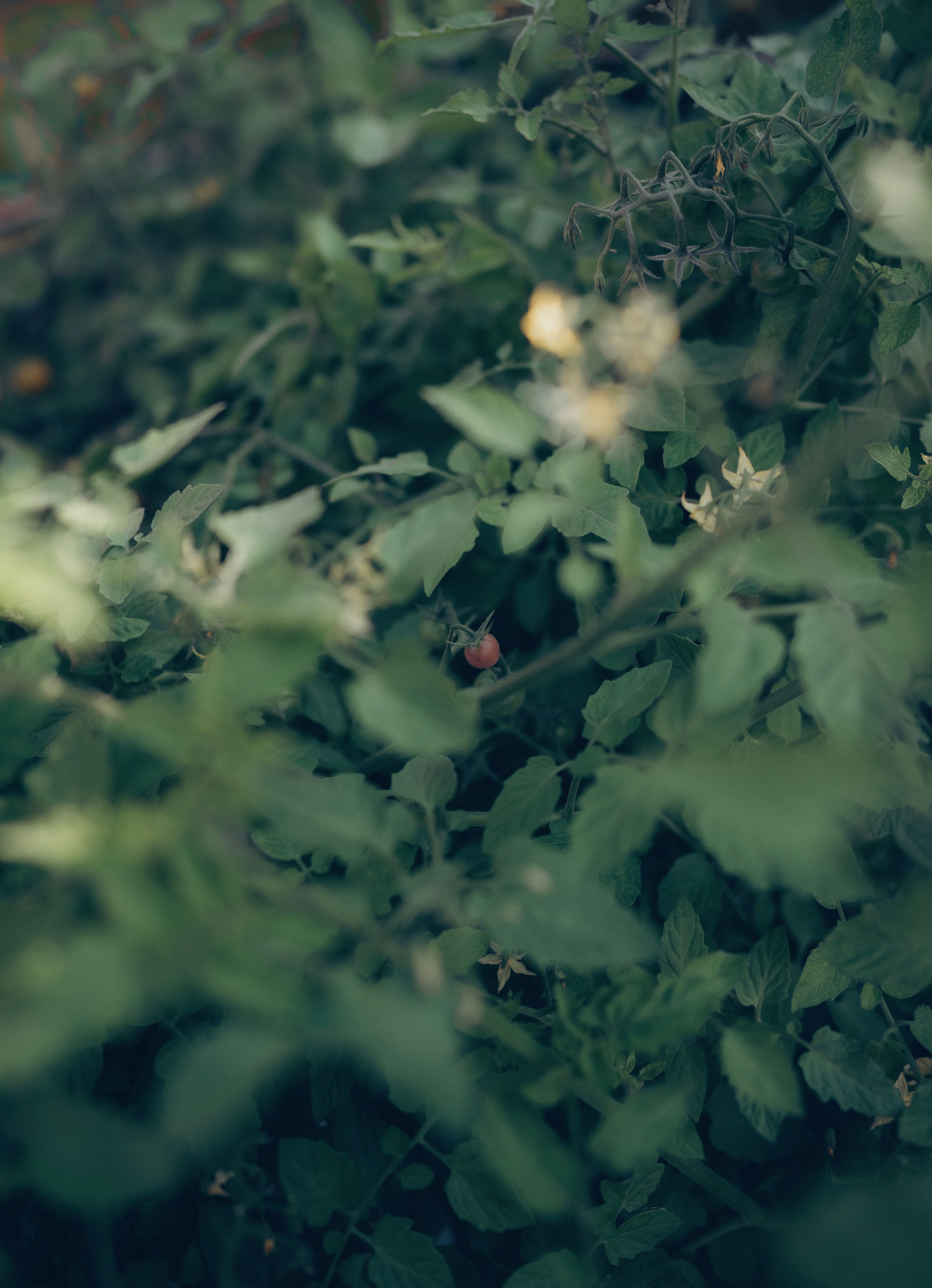 Tomates qui jaunissent feuilles du bas : carences ou maladie 