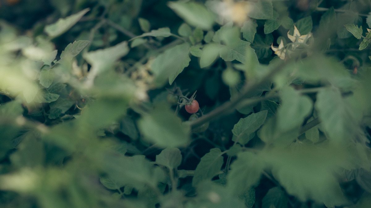 Tomates qui jaunissent feuilles du bas : carences ou maladie