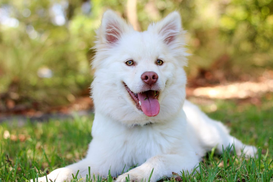 Dog Lying Down on Grass