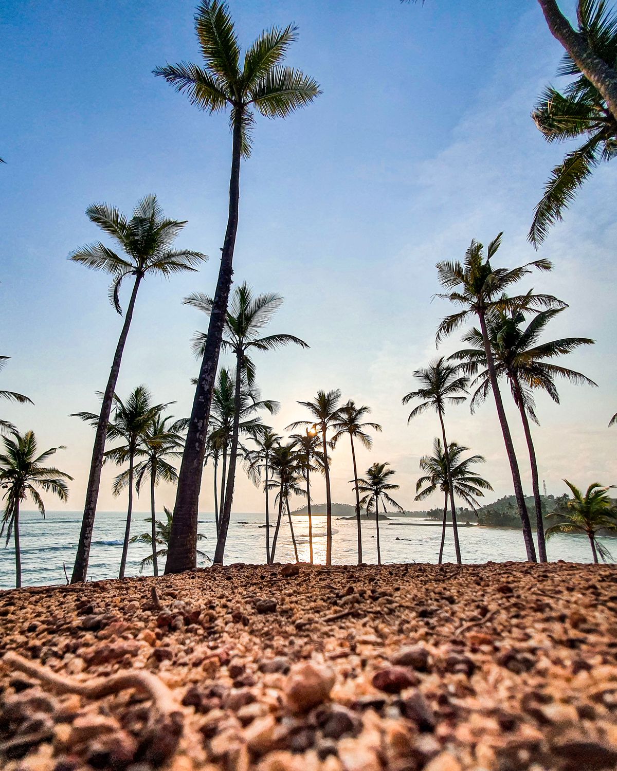 Palm trees lining the shore of a tropical bay