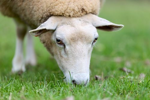 Free A close-up of a sheep peacefully grazing on fresh grass in a rural pasture. Stock Photo