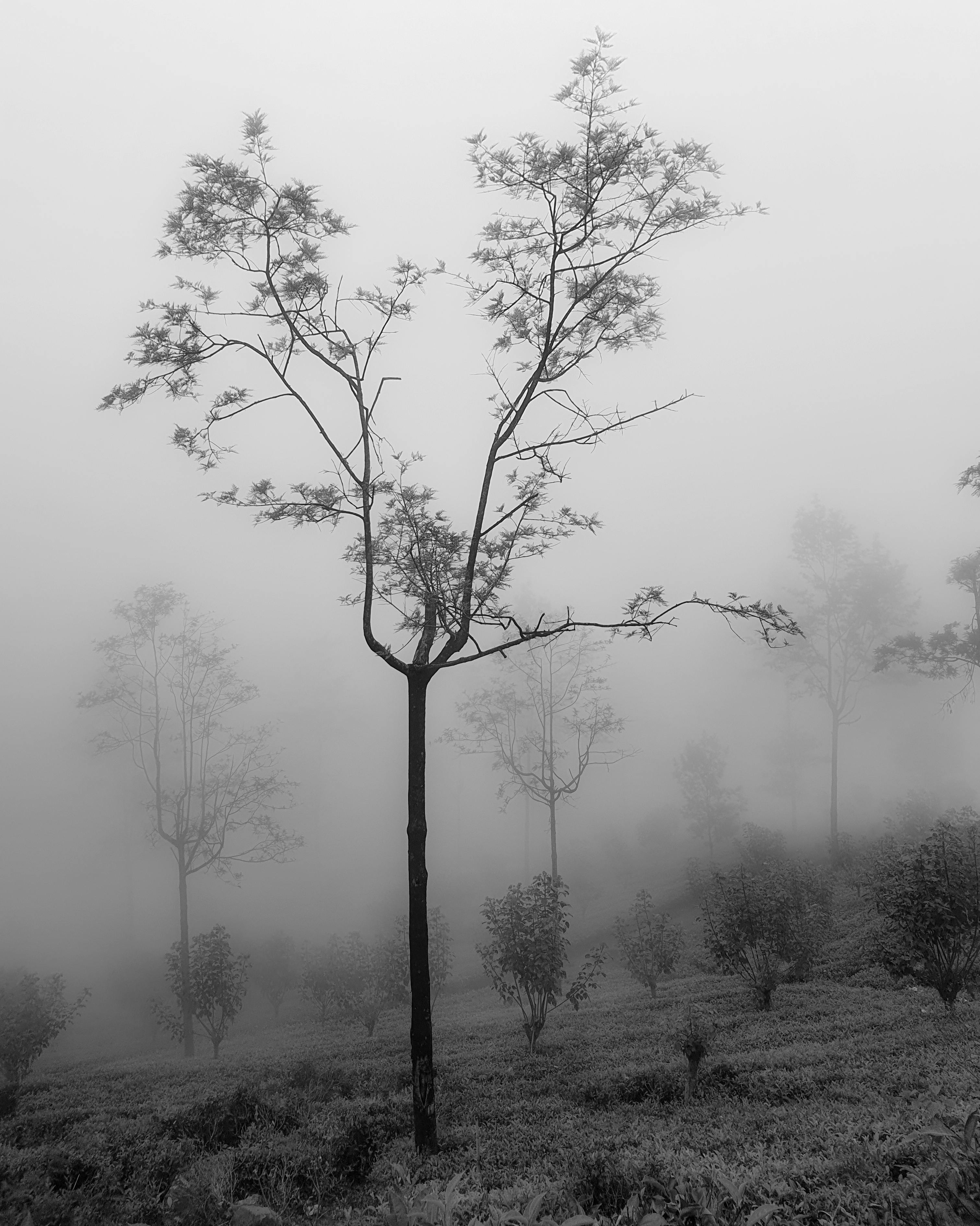 Delicate tea trees in a misty Sri Lankan plantation, evoking a minimalist aesthetic.