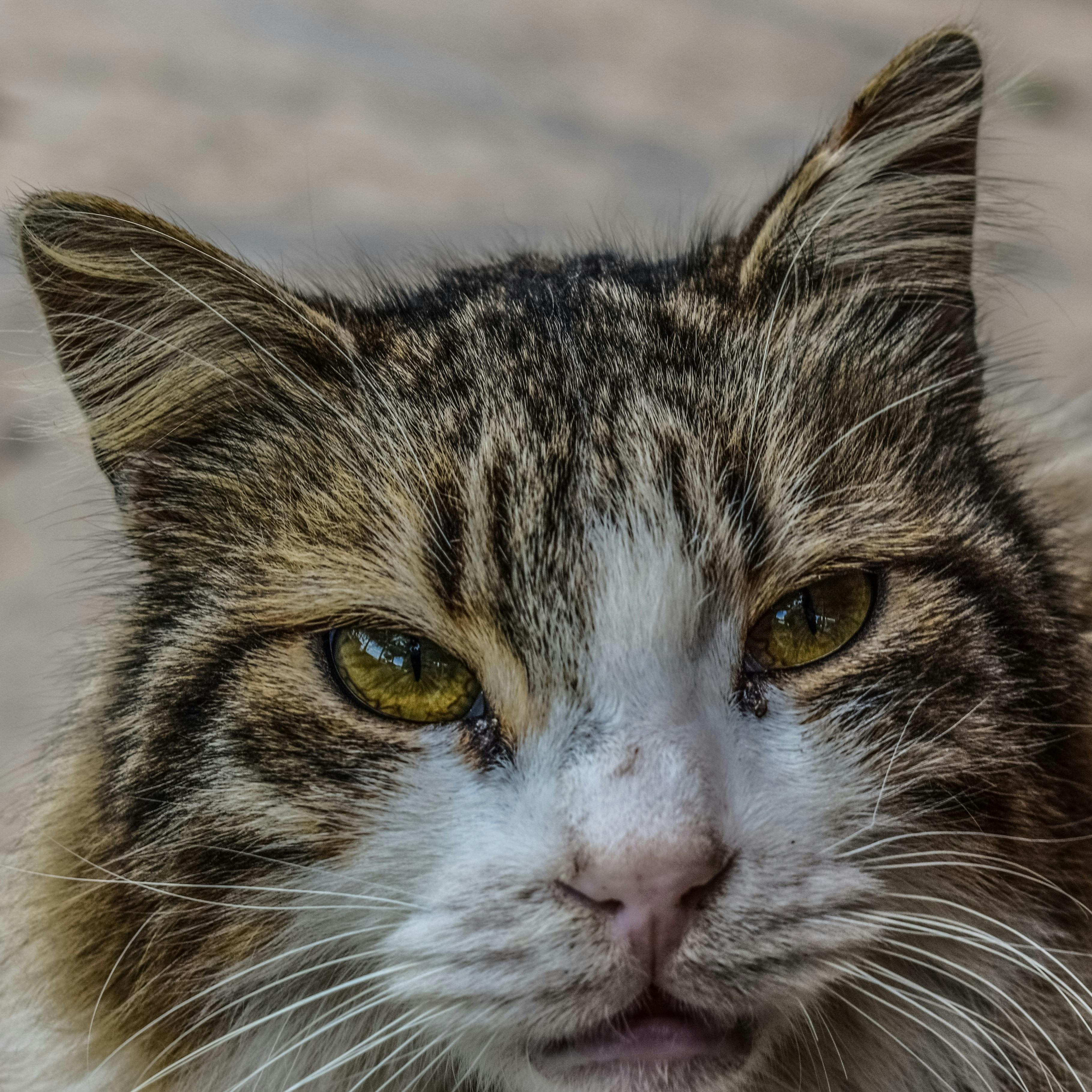 Fairmont Le Montreux Palace
