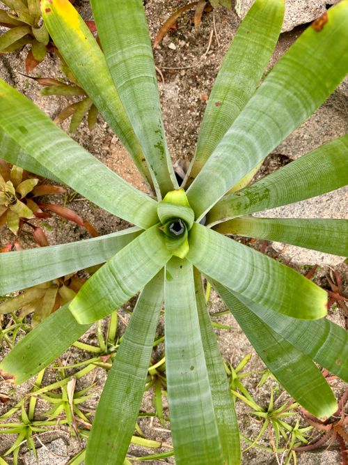 Free Detailed top view of a lush green bromeliad plant with tropical leaves in a natural setting. Stock Photo