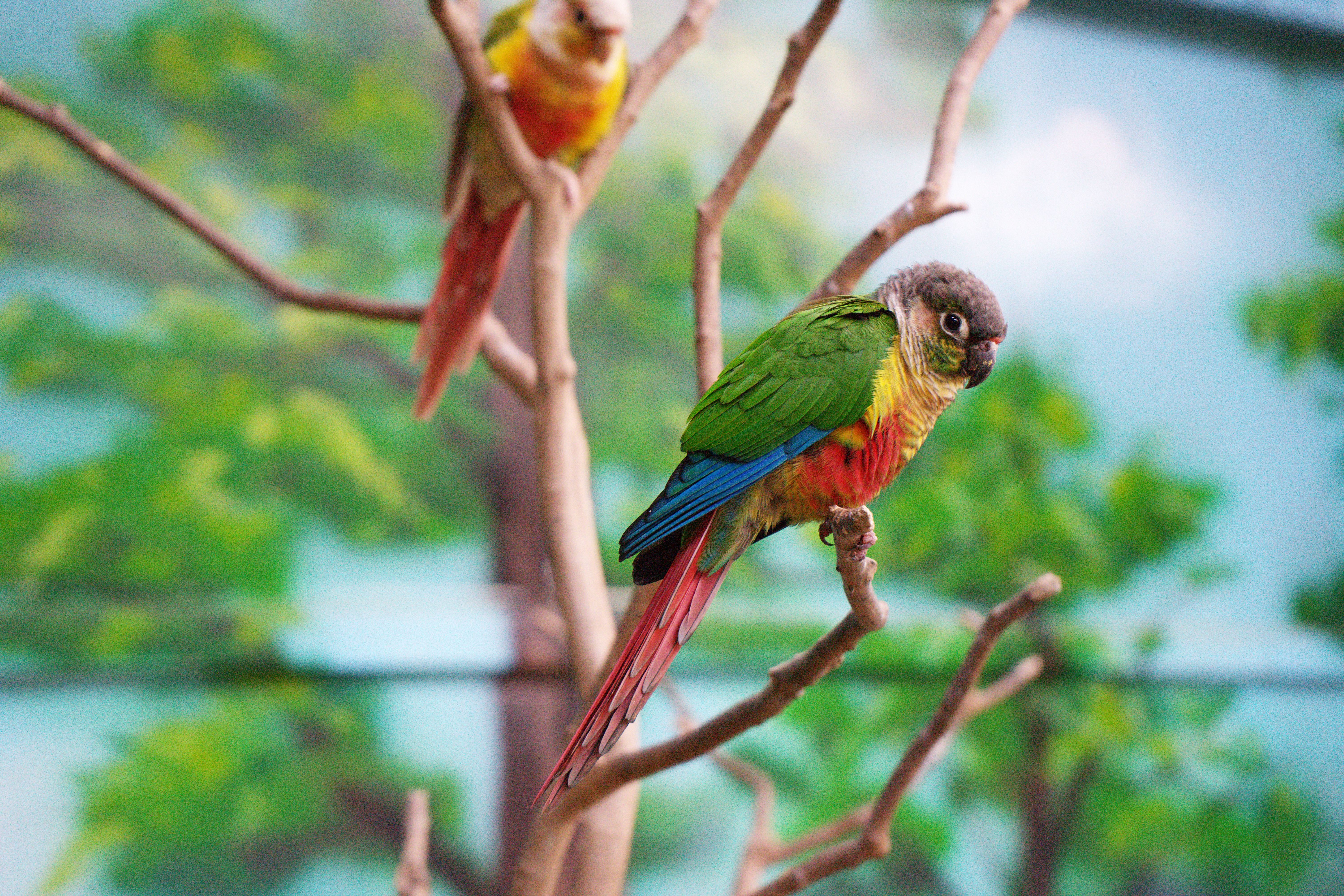 Vibrant parrot with striking colors perched outdoors on a branch with lush background.